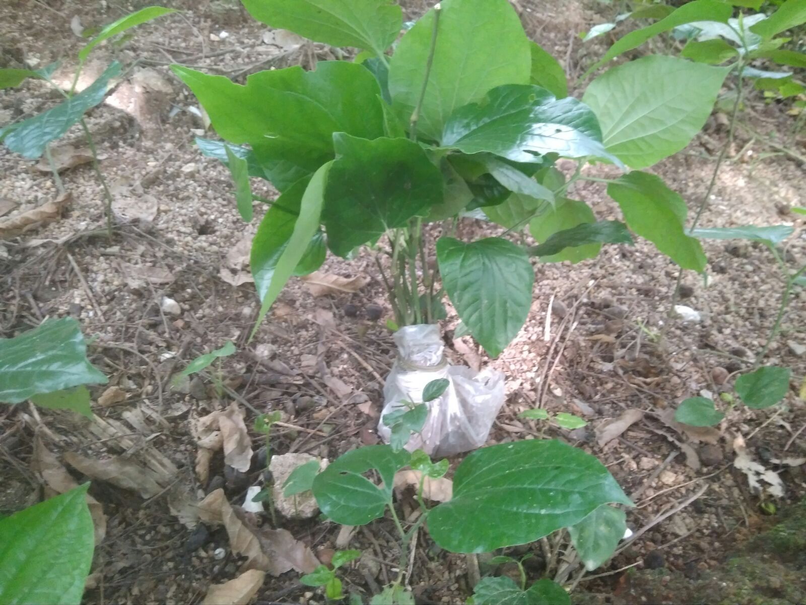 假蒌苗蛤篓苗庭院阳台盆栽食用蔬菜香菜食材野生保健菜10棵包邮-图1