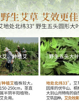 陈年正品纯艾艾条家用微烟