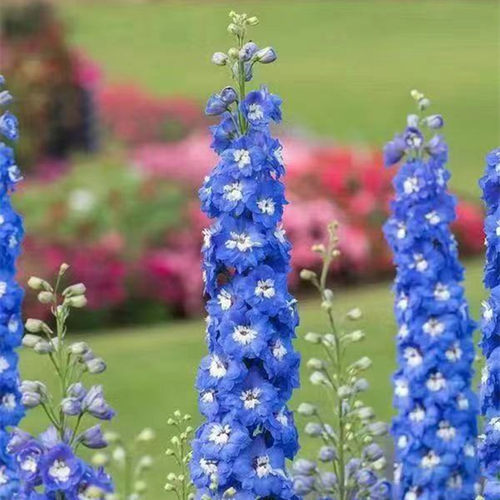 大花飞燕草花苗 北极光系列耐寒籽播花卉 西安长青园艺包邮 - 图3