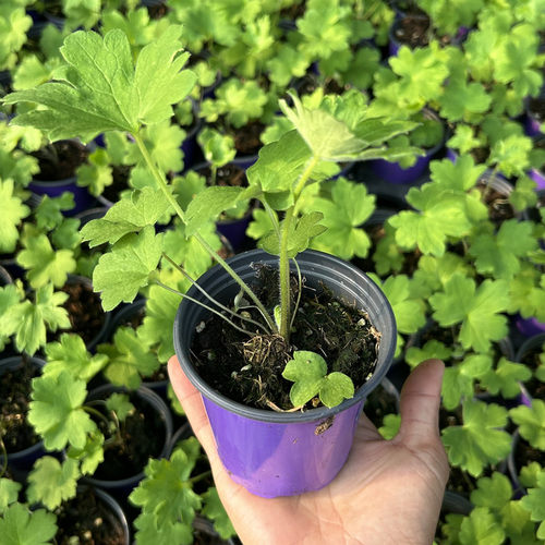 大花飞燕草花苗 北极光系列耐寒籽播花卉 西安长青园艺包邮 - 图0