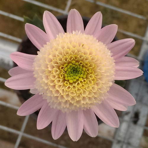 切花菊苗雏菊花苗三文鱼宝莲灯肯尼迪阳台花卉多年生宿根植物包邮 - 图1