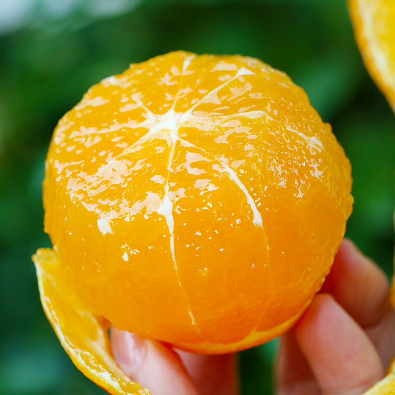 正宗象山红美人柑橘新鲜孕妇水果现摘现发桔子果冻橙大果礼盒顺丰 - 图2