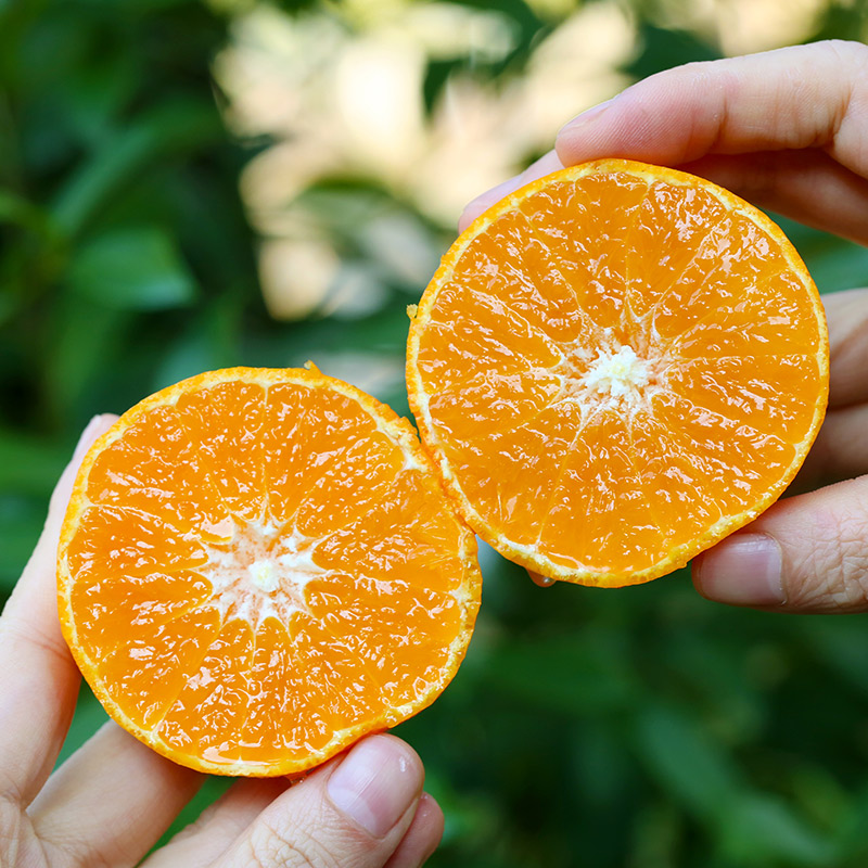 正宗象山红美人柑橘新鲜孕妇水果现摘现发桔子果冻橙大果礼盒顺丰 - 图3