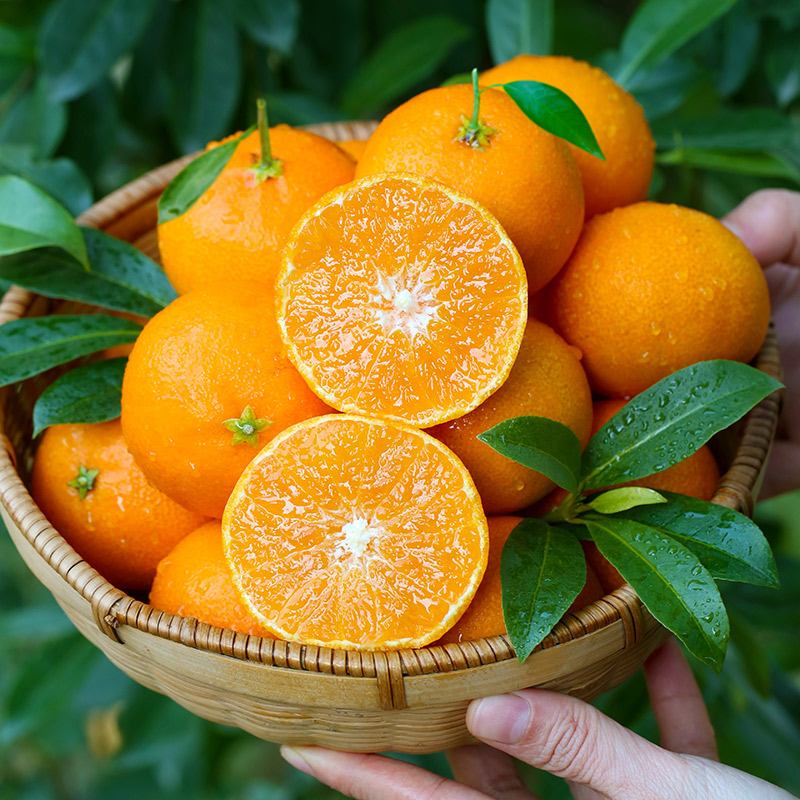 正宗象山红美人柑橘新鲜孕妇水果现摘现发桔子果冻橙大果礼盒顺丰 - 图1