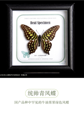 暗溪色蟌真蝴蝶标本装饰画礼物
