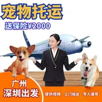 Guangzhou Shenzhen Pet Consignment Service National Air Transport Dog Kitty Mailed Door-to-door Domestic International Consignment