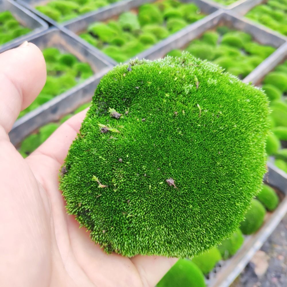 鲜活苔藓新鲜朵朵藓上水石植物假山草吸水石青苔种子盆景花盆铺面