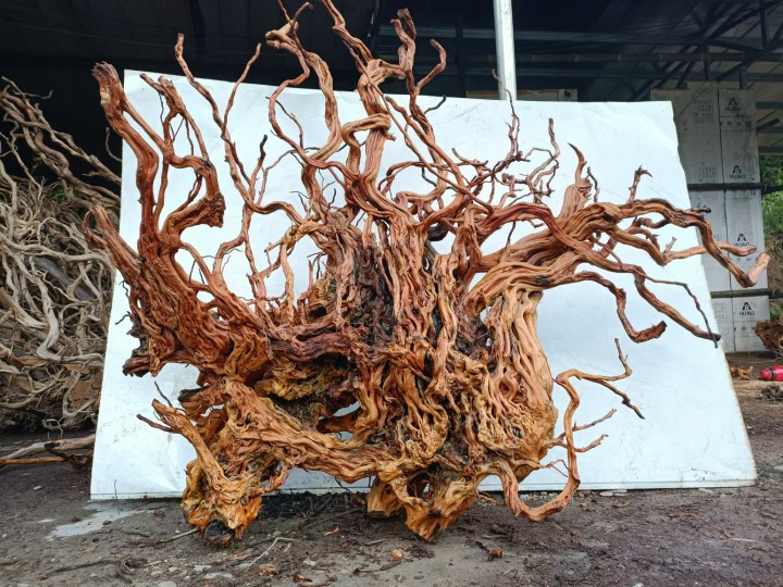 杜鹃根大型生态雨林缸造景鱼缸南美缸小森林沉木枝条树枝木骨架 - 图2