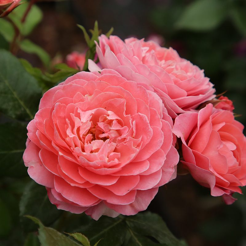 天狼月季 芳香王阳台 月季玫瑰 多季开花浓香粉色微型月季 - 图2