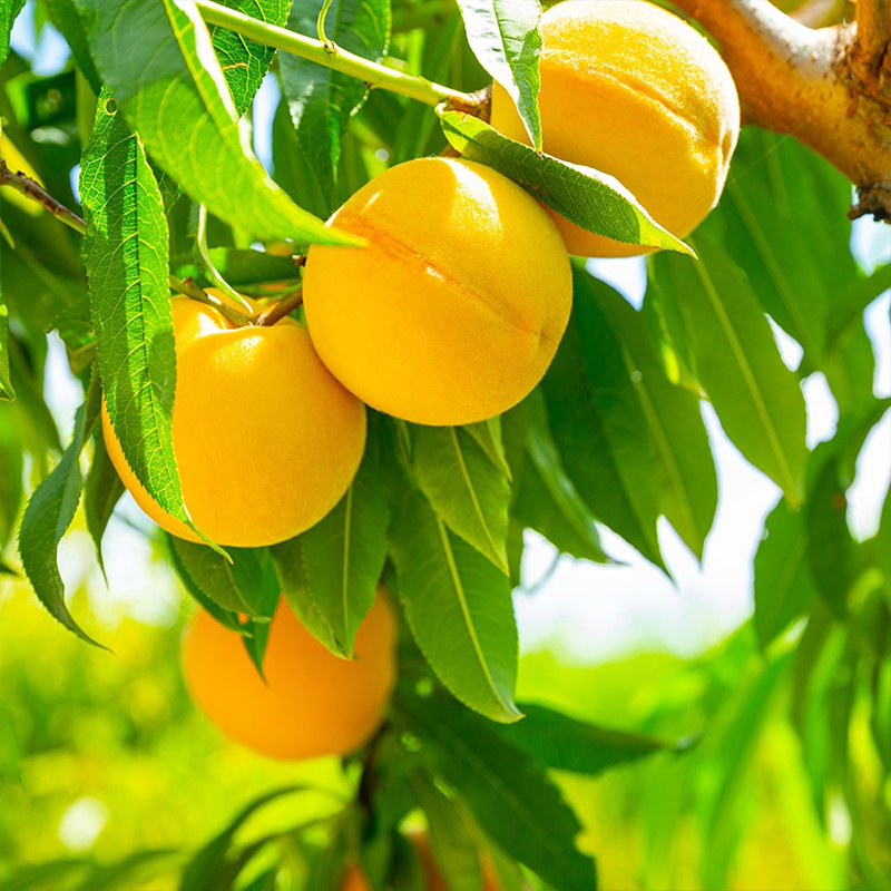 天狼 桃子桃树 庭院花园果树盆栽树苗鹰嘴桃锦绣黄桃阳山蜜桃,淘宝优惠券,粉丝福利购,淘宝优惠卷