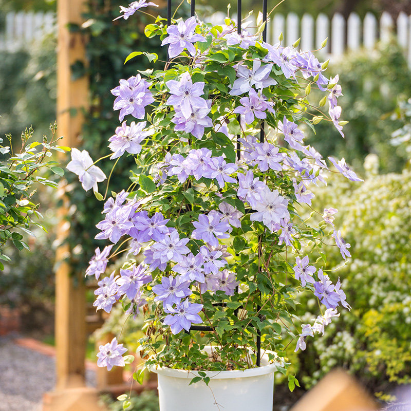 天狼铁线莲盆栽庭院阳台盆栽地栽好养花卉爬藤攀援花卉垂吊植物,淘宝优惠券,粉丝福利购,淘宝优惠卷