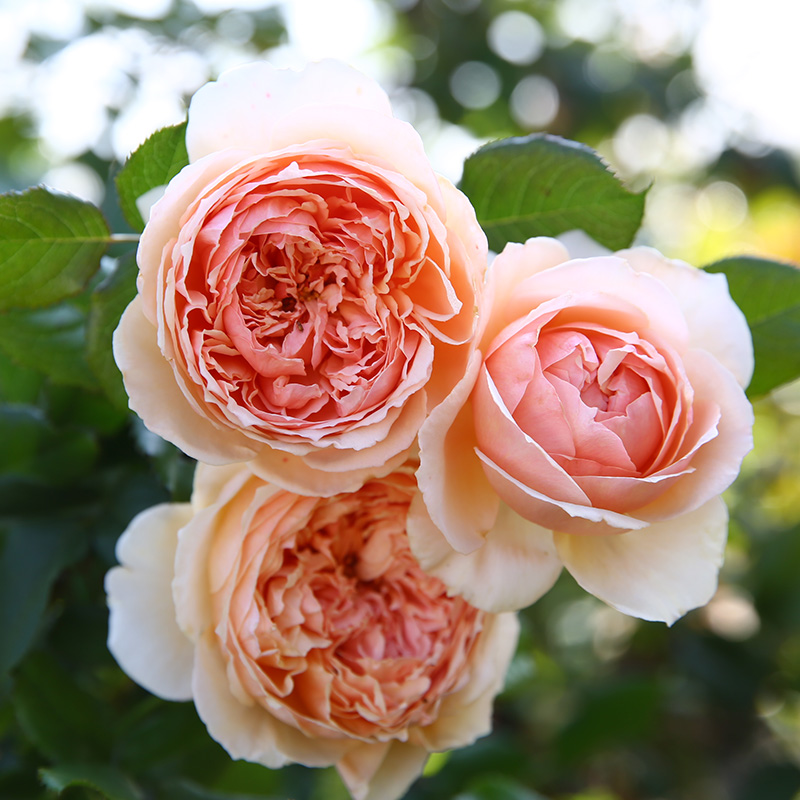 天狼月季 真宙 杏粉色灌木月季耐热浓香可做藤好养,淘宝优惠券,粉丝福利购,淘宝优惠卷