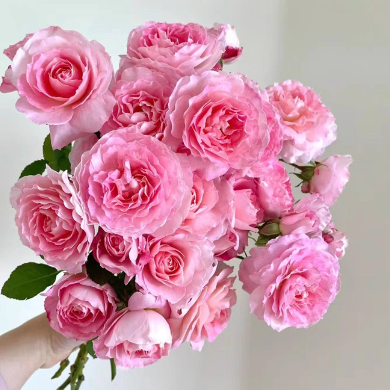 天狼微型丰花月季合集新手易养护阳台露台四季可种盆栽花卉苗,淘宝优惠券,粉丝福利购,淘宝优惠卷