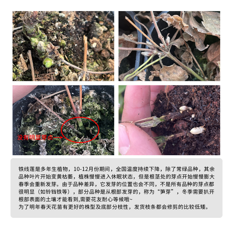 【铁线莲】天狼乌托邦约瑟芬钻石等庭院阳台盆栽花卉爬藤植物-图2