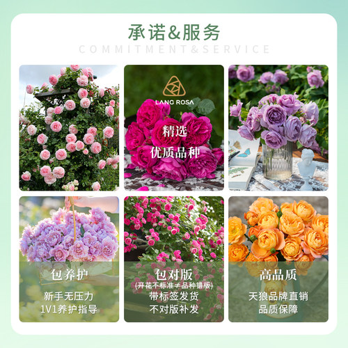 天狼月季爬藤月季庭院花园藤本拱门植物玫瑰花卉盆栽苗易养多季开 - 图3