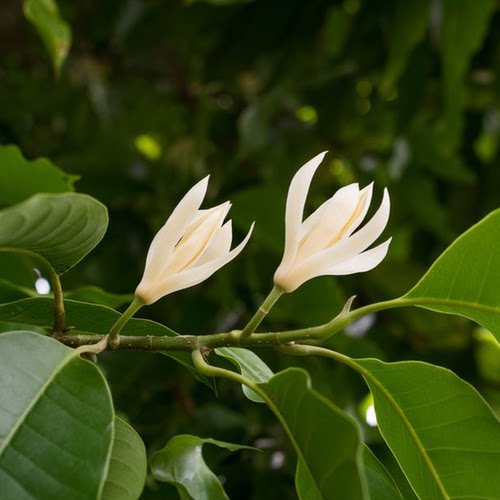天狼白兰黄兰花盆栽浓香花期长庭院花园易养木本观花绿植花卉 - 图3