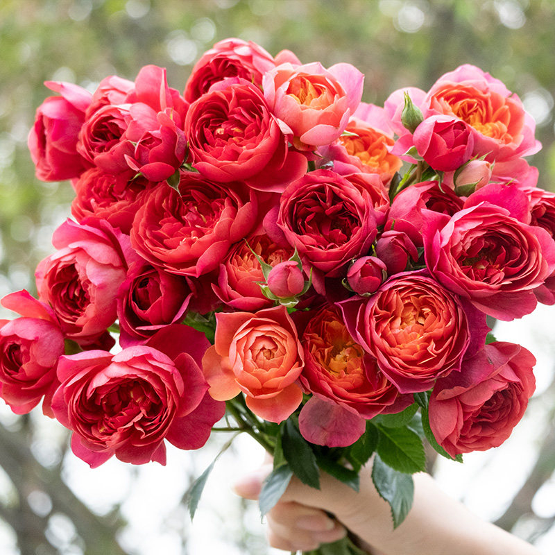 天狼微型丰花月季合集新手易养护阳台露台四季可种盆栽花卉苗,淘宝优惠券,粉丝福利购,淘宝优惠卷