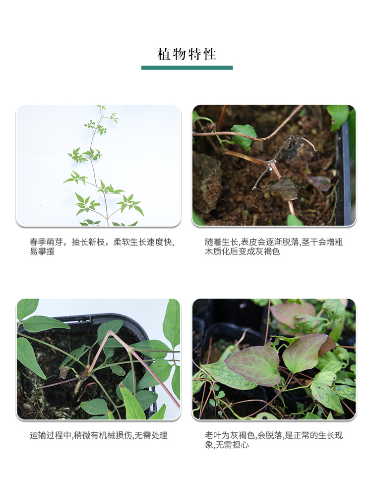 【铁线莲】天狼倒影皇帝盆栽苗阳台庭院爬藤攀援观赏植物直播-图3