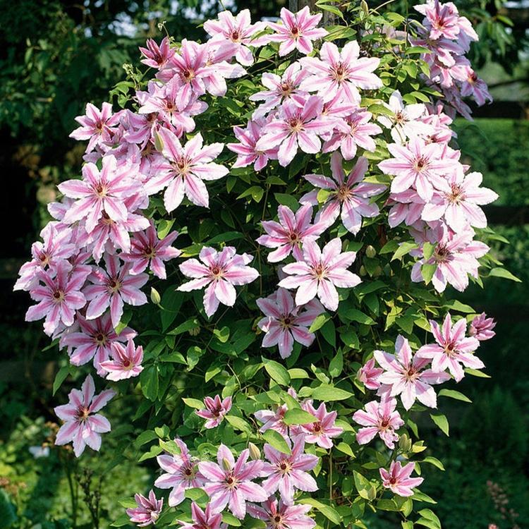 天狼铁线莲EG-90庭院阳台盆栽花卉爬藤植物乌托邦约瑟芬昼天使 - 图1