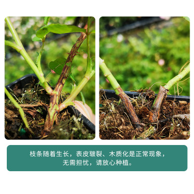 天狼月季蔷薇花苗藤本月季龙沙宝石爬藤四季种植盆栽植物玫瑰花卉 虎窝淘