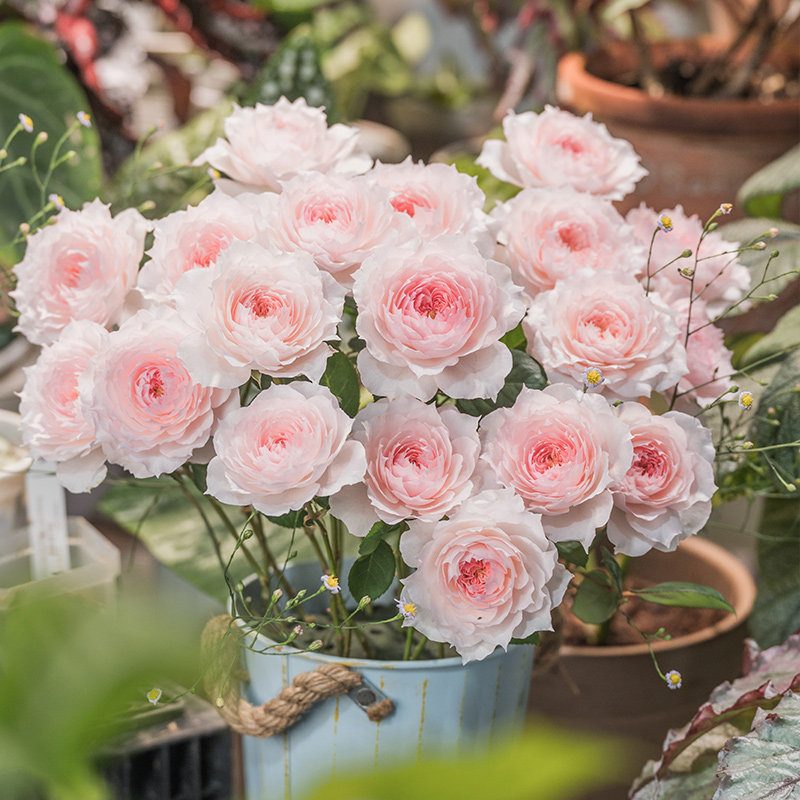 【今日特惠】天狼月季2.8升庭院露台观赏性玫瑰植物盆栽苗易养护,淘宝优惠券,粉丝福利购,淘宝优惠卷