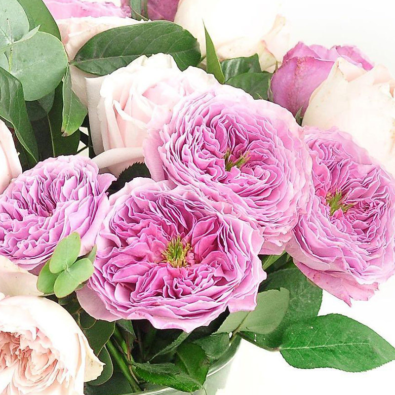 天狼月季 禁忌感官 月季玫瑰 多季浓香抗病杂交茶香月季庭院露台