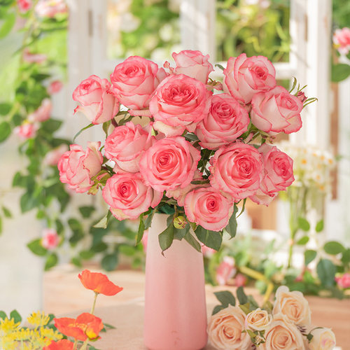 【爱莎】天狼月季阳台灌木淡香多季开花观赏性花卉盆栽苗新手推荐 - 图2