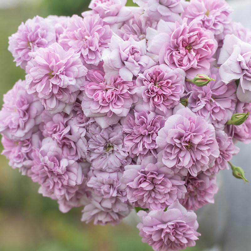 天狼月季裸根苗灌木型庭院露台地栽盆栽新手好养多季开花植物阳台,淘宝优惠券,粉丝福利购,淘宝优惠卷