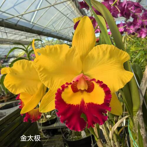 清仓大花卡特兰浓香新款泰国大花浓香卡特兰花卉洋兰石斛基地清仓 - 图1