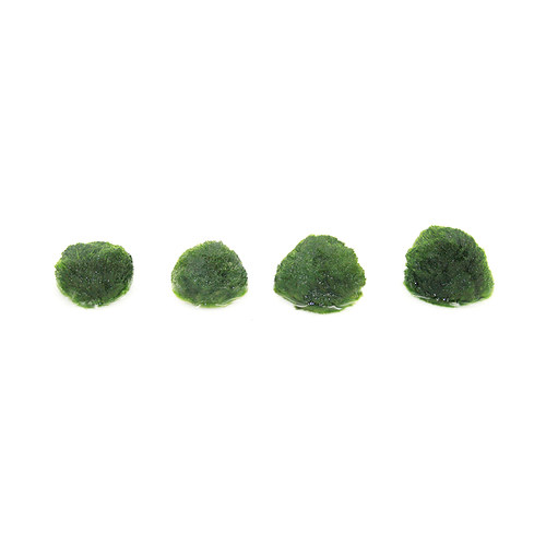 绿藻球活体淡水水草植物水藻球鱼缸造景装饰前景懒人水草球海藻球 - 图3