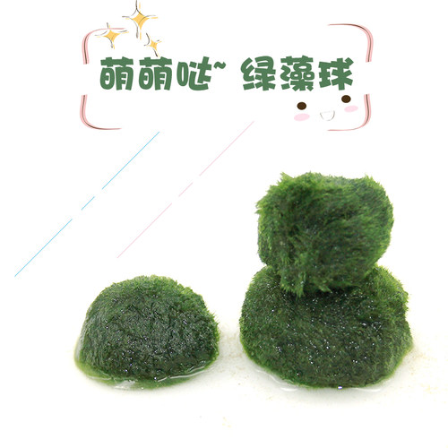绿藻球活体淡水水草植物水藻球鱼缸造景装饰前景懒人水草球海藻球 - 图0