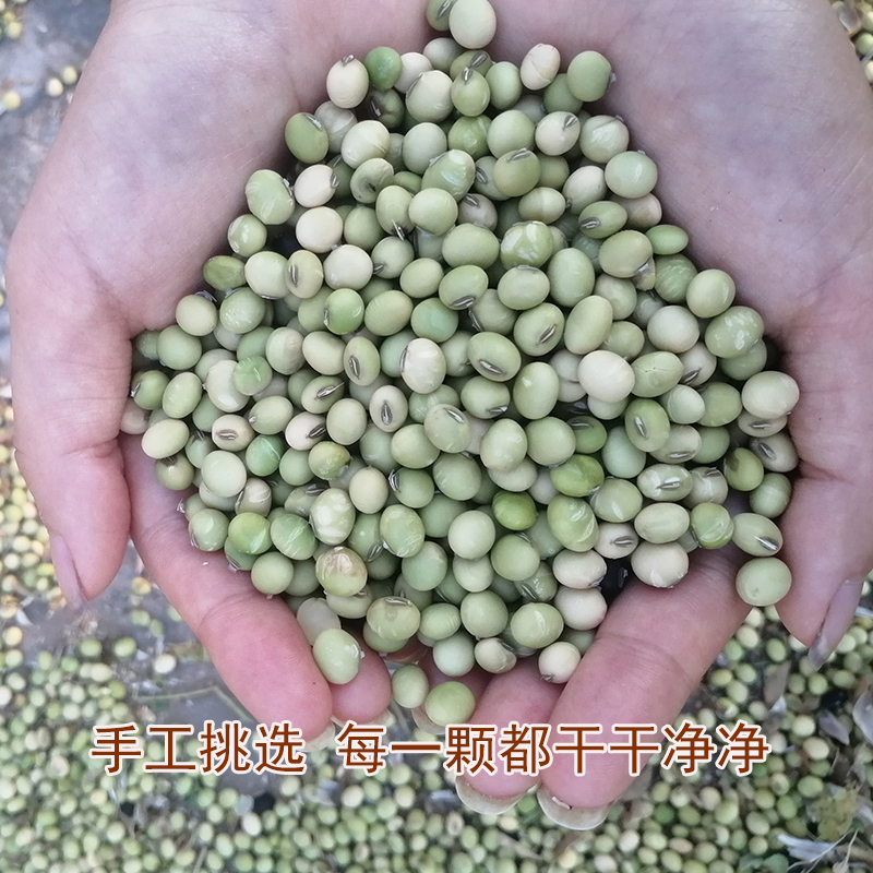 农家自种土黄豆 绿篮子老品种非转基因青皮绿皮小黄豆打豆浆专用 - 图0