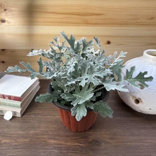 银叶菊盆栽花苗雪叶菊花苗耐寒植物阳台庭院花园景观耐寒花卉绿植 - 图1