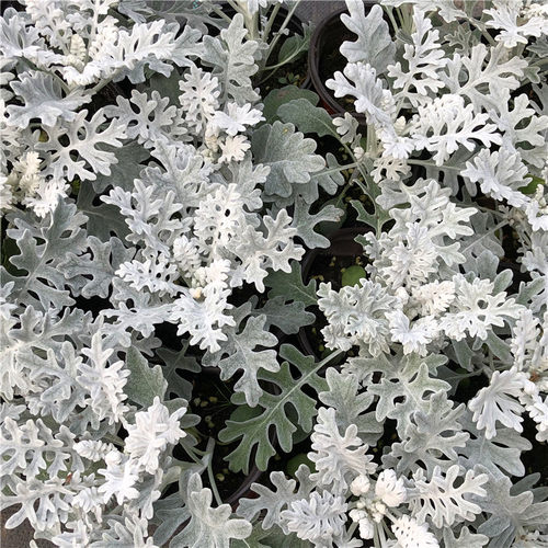 银叶菊盆栽花苗雪叶菊花苗耐寒植物阳台庭院花园景观耐寒花卉绿植 - 图2