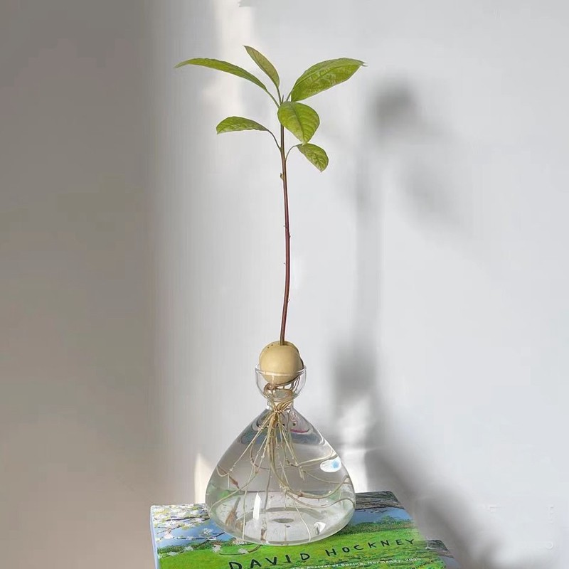 牛油果水培花瓶牛油果核种子种植养成专用花瓶容器器皿大号园艺,淘宝优惠券,粉丝福利购,淘宝优惠卷