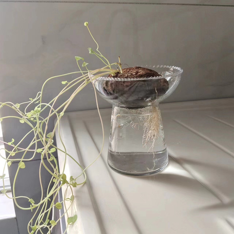 山乌龟专用水培瓶山乌龟水养玻璃瓶子山乌龟透明水培器皿催芽瓶子,淘宝优惠券,粉丝福利购,淘宝优惠卷
