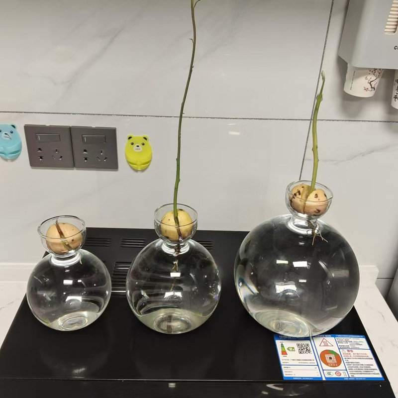 牛油果水培花瓶牛油果核种子种植养成专用花瓶容器器皿大号园艺,淘宝优惠券,粉丝福利购,淘宝优惠卷