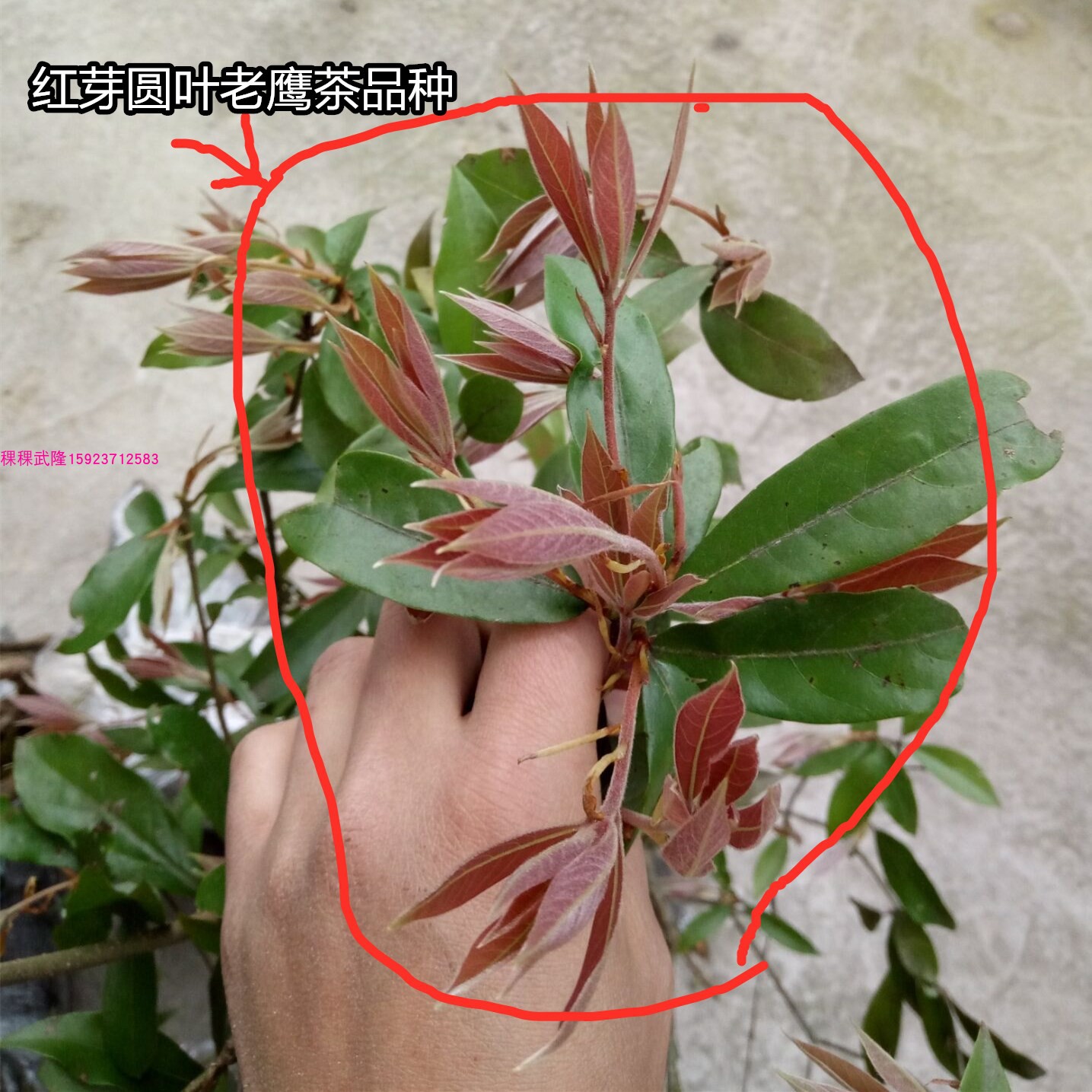 四川老鹰茶苗老荫茶树苗老鹰茶嫩茶叶红茶白茶树苗 盆栽地栽树苗 - 图0