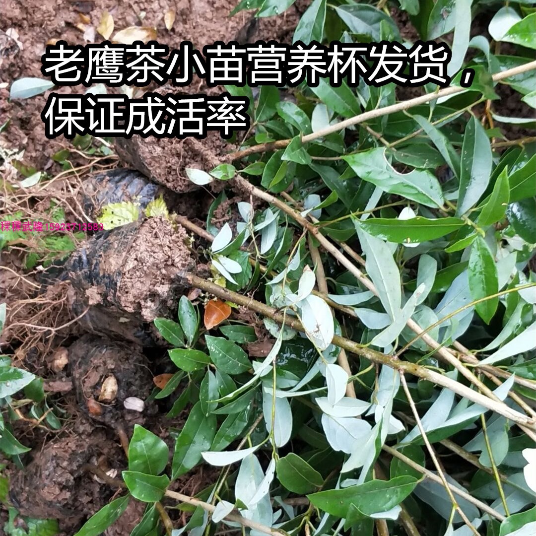 四川老鹰茶苗老荫茶树苗老鹰茶嫩茶叶红茶白茶树苗 盆栽地栽树苗 - 图1