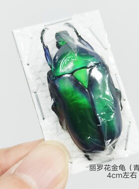 花金龟科昆虫标本品种多