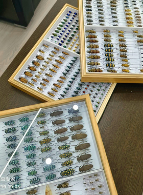 品种多天牛科蝶语甲虫鞘翅目