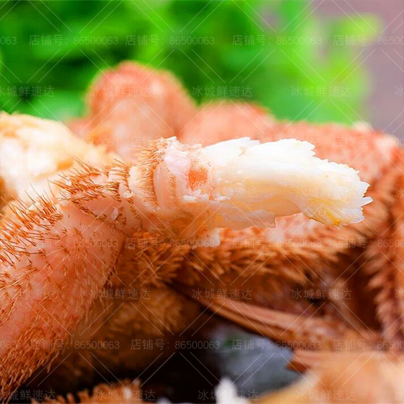 哈尔滨直发闪送红毛蟹鲜活水产野生海鲜大毛蟹螃蟹一只-图3