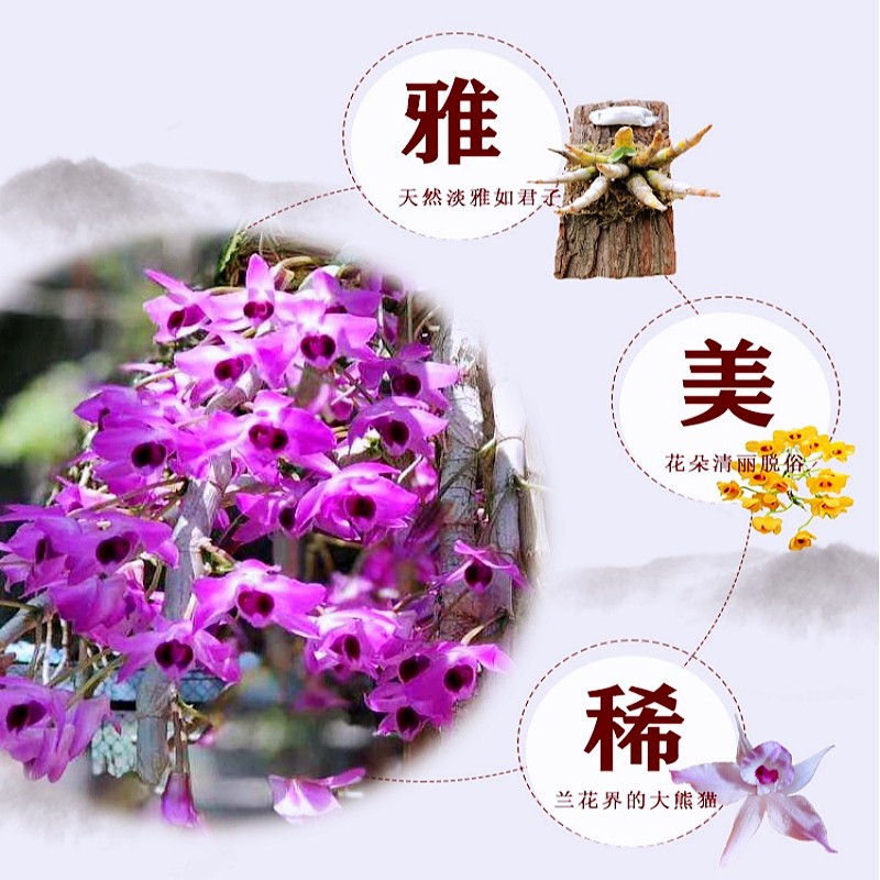 石斛苗带板种植好盆栽带花洋兰绿植铁皮天宫球花吊兰食用花卉造景,淘宝优惠券,粉丝福利购,淘宝优惠卷