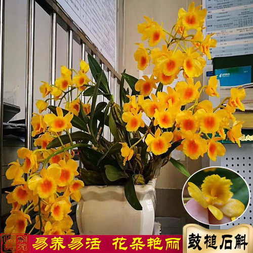 鼓槌石斛兰云南棒槌石斛苗清仓盆栽洋兰花药用绿植花卉杆熬汤煮鸡 - 图1