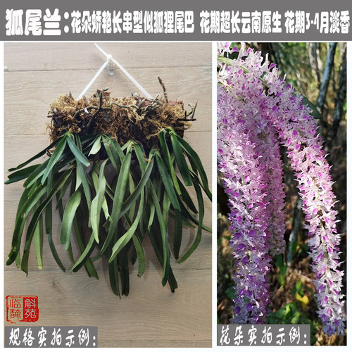 狐尾兰苗开花超美云南兰花庭院吊兰美化办公室内绿植造景临安斛苑 - 图0