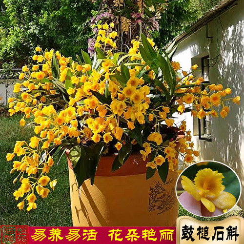 鼓槌石斛兰云南棒槌石斛苗清仓盆栽洋兰花药用绿植花卉杆熬汤煮鸡 - 图2