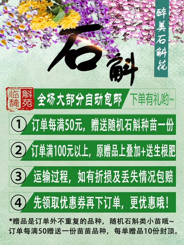 狐尾兰苗开花超美云南兰花庭院吊兰美化办公室内绿植造景临安斛苑 - 图1