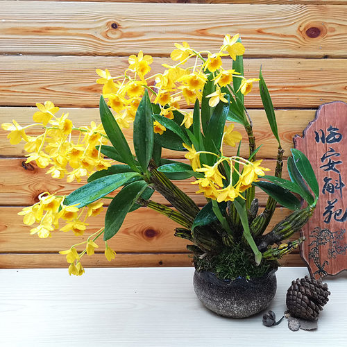 鼓槌石斛兰云南棒槌石斛苗清仓盆栽洋兰花药用绿植花卉杆熬汤煮鸡 - 图3