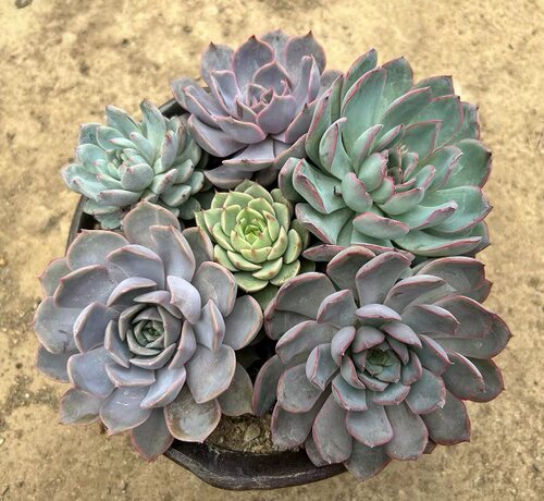 【多肉小苗】2年小苗 好养活的多肉植物满18元包邮 紫月多肉花园 - 图1