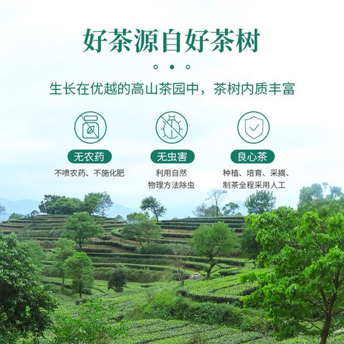 2025年秋茶 新兴特产象窝茶甘醇绿茶叶 老树大叶高山有机茶150g - 图1